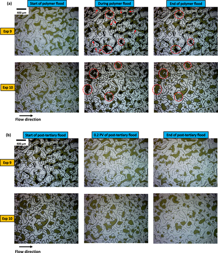 Figure 7: pore-scale image sequences showing residual oil ganglia during polymer and post-polymer floods